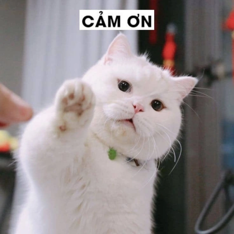 Mèo dễ thương meme boss mèo làm tan chảy mọi con sen