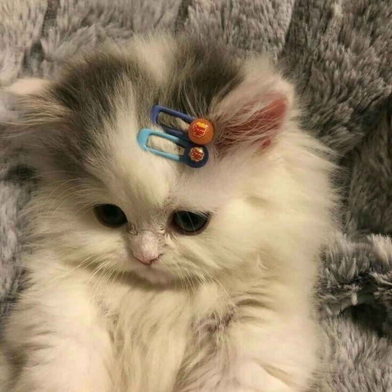 Ảnh mèo meme dễ thương siêu cấp đáng yêu không cưỡng lại được