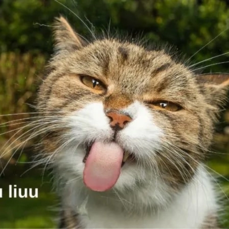 Ảnh meme siêu hài giúp bạn xả stress với những tình huống hài hước không thể nào quên