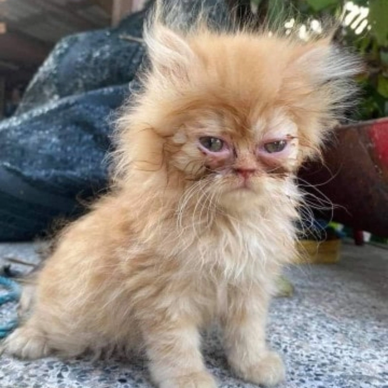 Ảnh meme hài hước mèo gây cười với những biểu cảm ngộ nghĩnh của các chú mèo