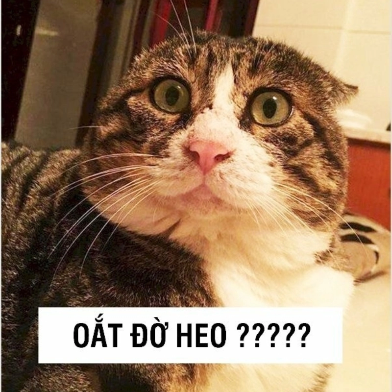 Ảnh meme hài mèo đáng yêu, luôn khiến bạn cảm thấy vui vẻ với những khoảnh khắc ngớ ngẩn