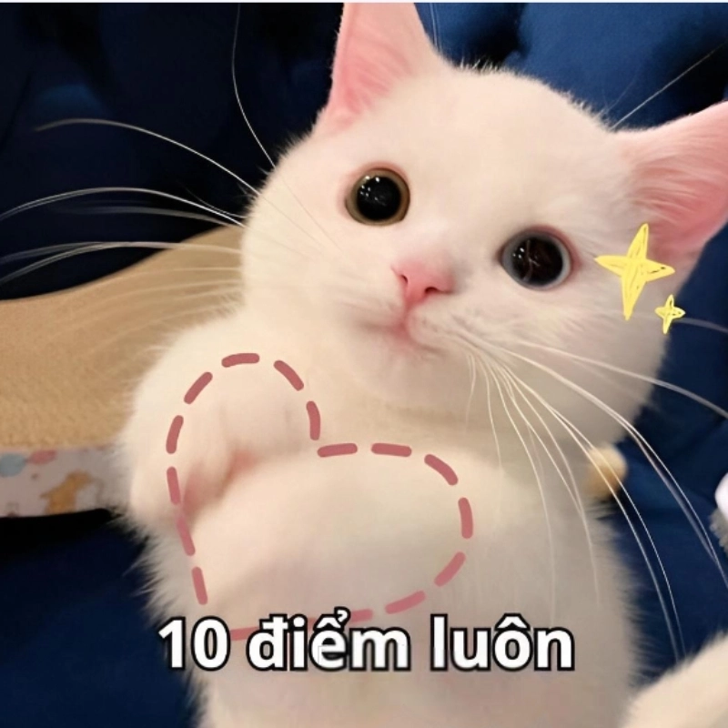 Meme mèo 10 điểm cực kỳ vui nhộn