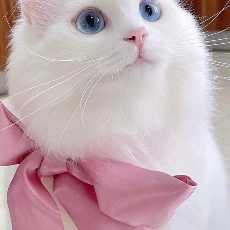 Tải ảnh mèo cute meme cực dễ thương