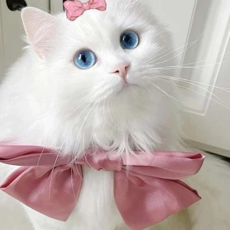 Be mèo cute cực đáng yêu