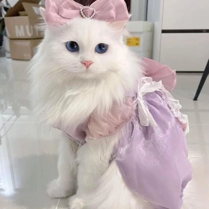 Chị mèo cute cực kỳ dễ thương