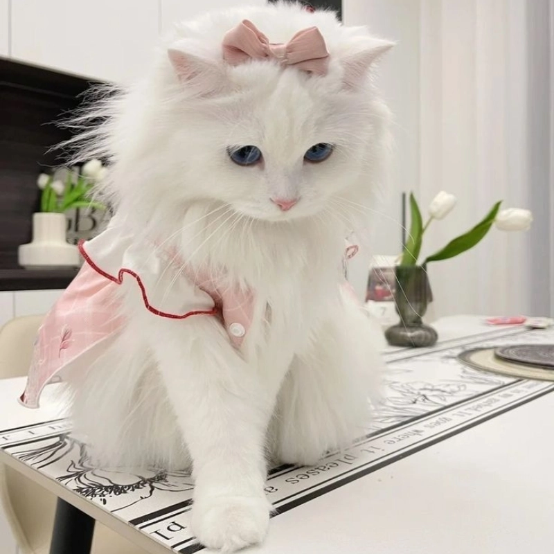 Em mèo cute cực ngộ nghĩnh