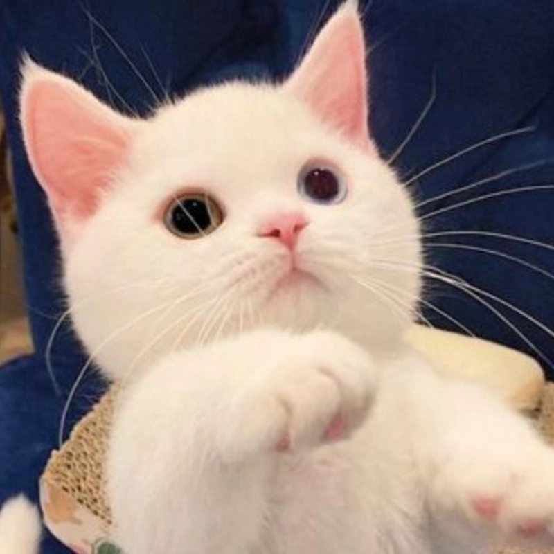 Hình con mèo cute meme cực dễ thương