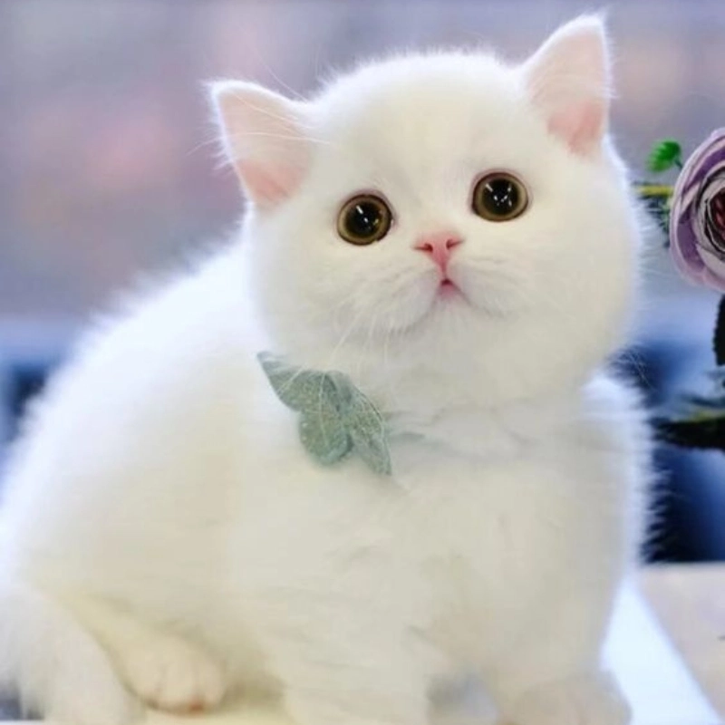 Mèo cute đáng yêu meme cực hài hước