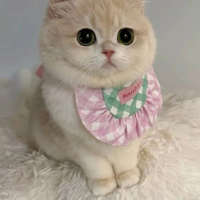 Mèo mèo cute cực vui nhộn