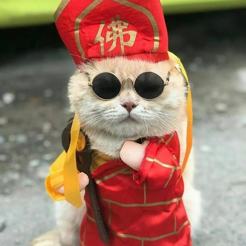 Hình nền meme mèo cute cực ngọt ngào