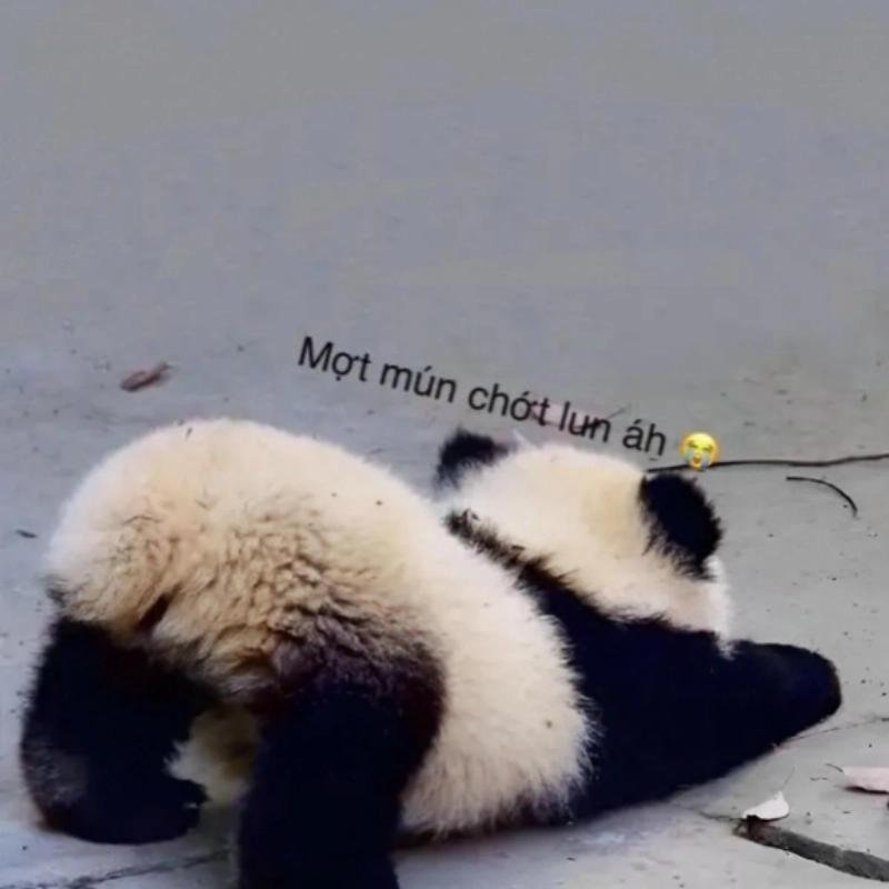 Meme gấu trúc mệt mỏi là hình ảnh đáng yêu của gấu trúc kiệt sức