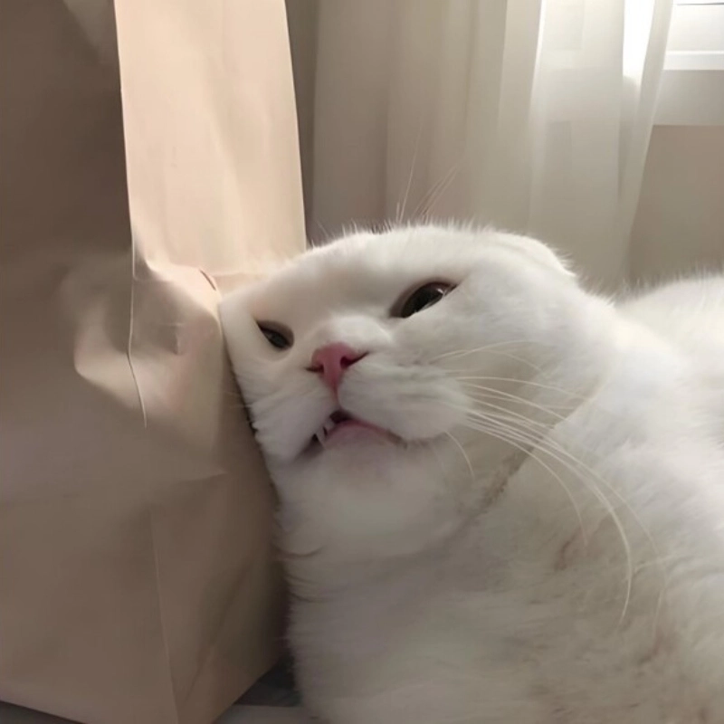 Mèo mệt mỏi meme là hình ảnh những chú mèo uể oải, dễ thương