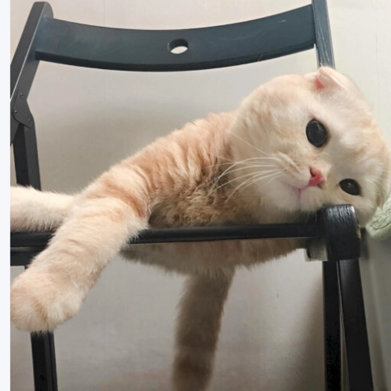 Meme mèo mệt mỏi là hình ảnh dễ thương của mèo uể oải
