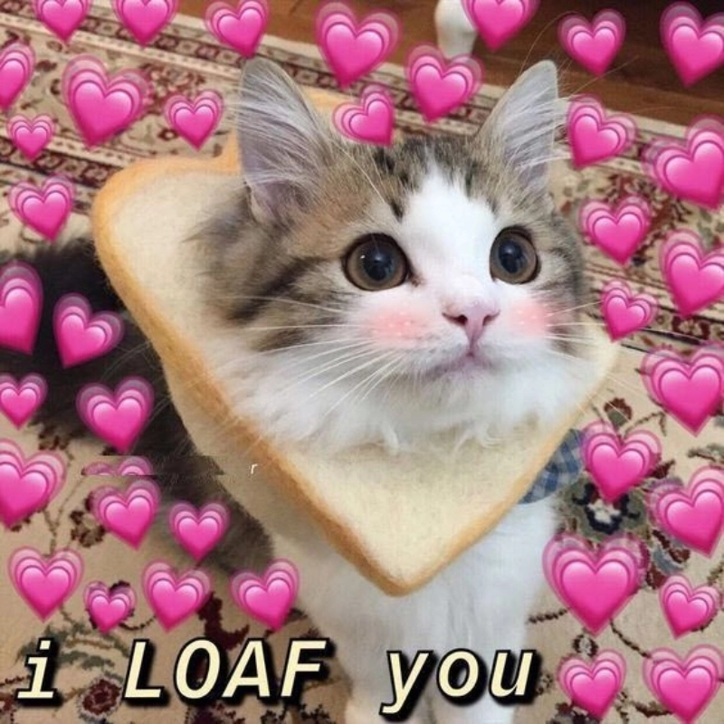 Mèo meme tình yêu siêu dễ thương, ai xem cũng thích