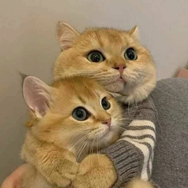 Ôm meme thể hiện sự ấm áp và ngọt ngào trong tình yêu