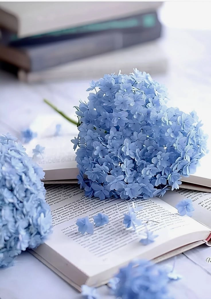 Hoa cẩm tú cầu làm hình nền thanh thoát, mang lại cảm giác bình yên