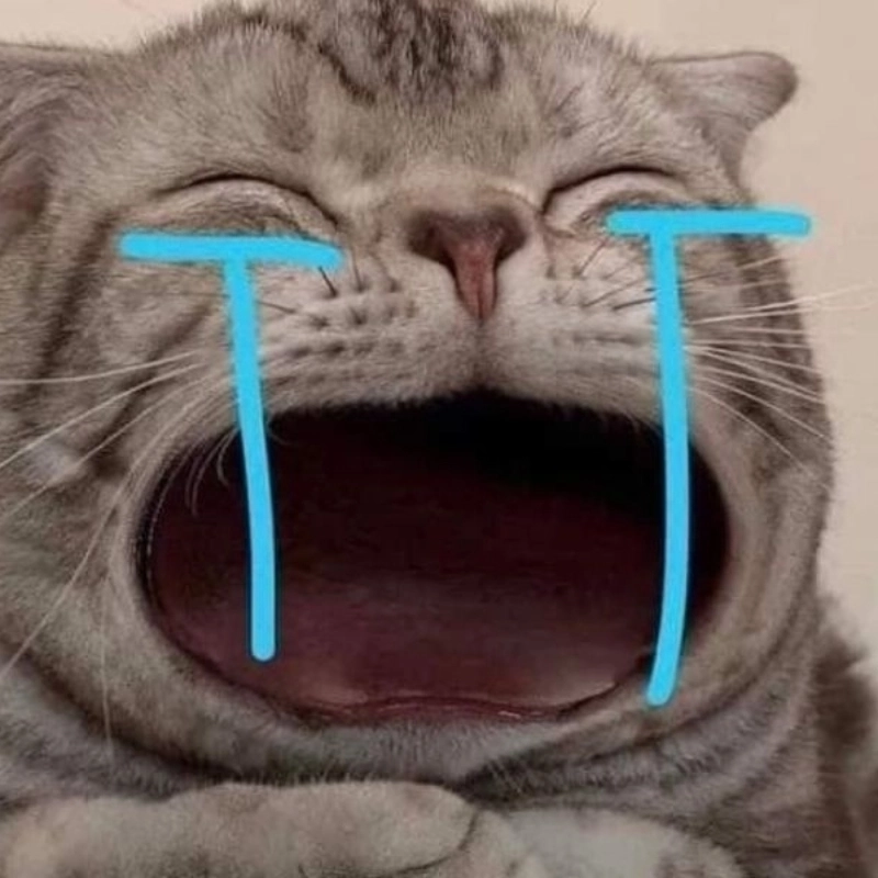 Avatar meme mèo bựa cực hài hước