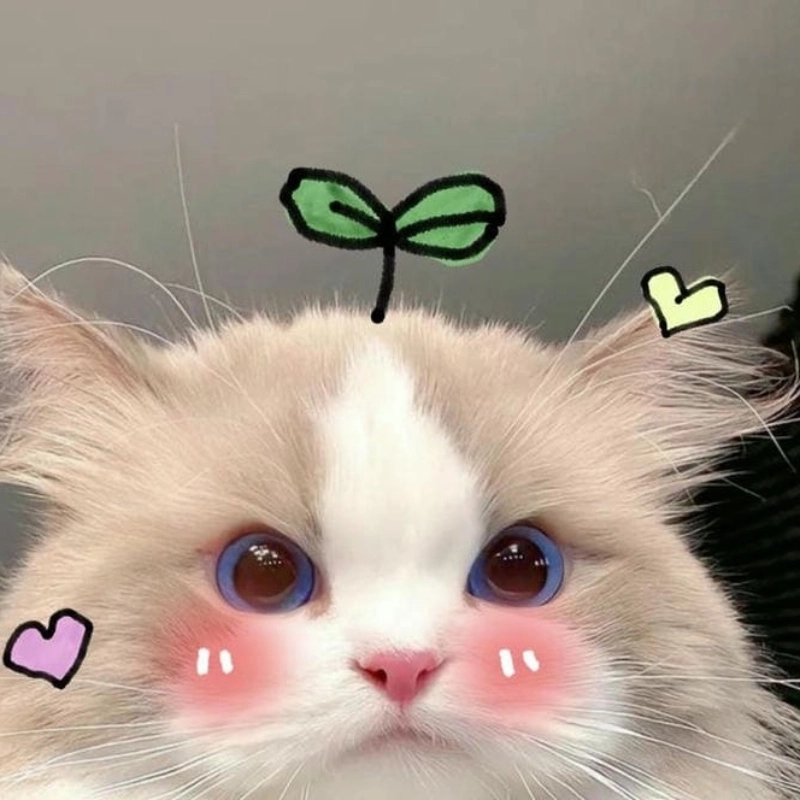Cài avatar mèo meme đáng yêu ngay hôm nay