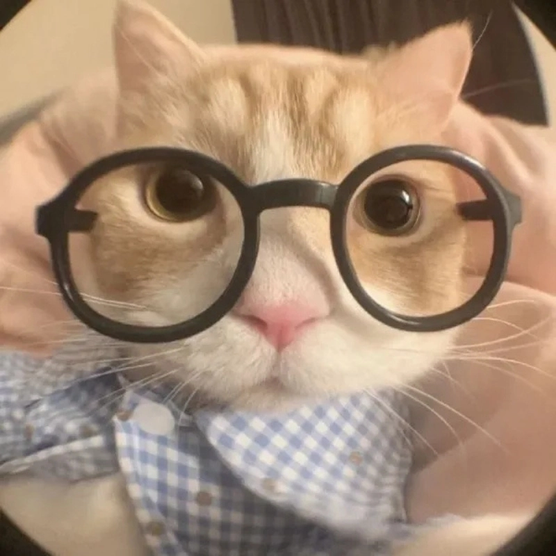 Tạo phong cách với avatar meme mèo cực dễ thương