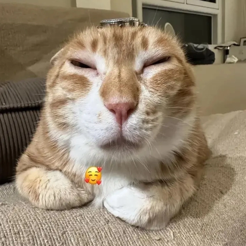 Avatar meme bựa cực kỳ vui nhộn