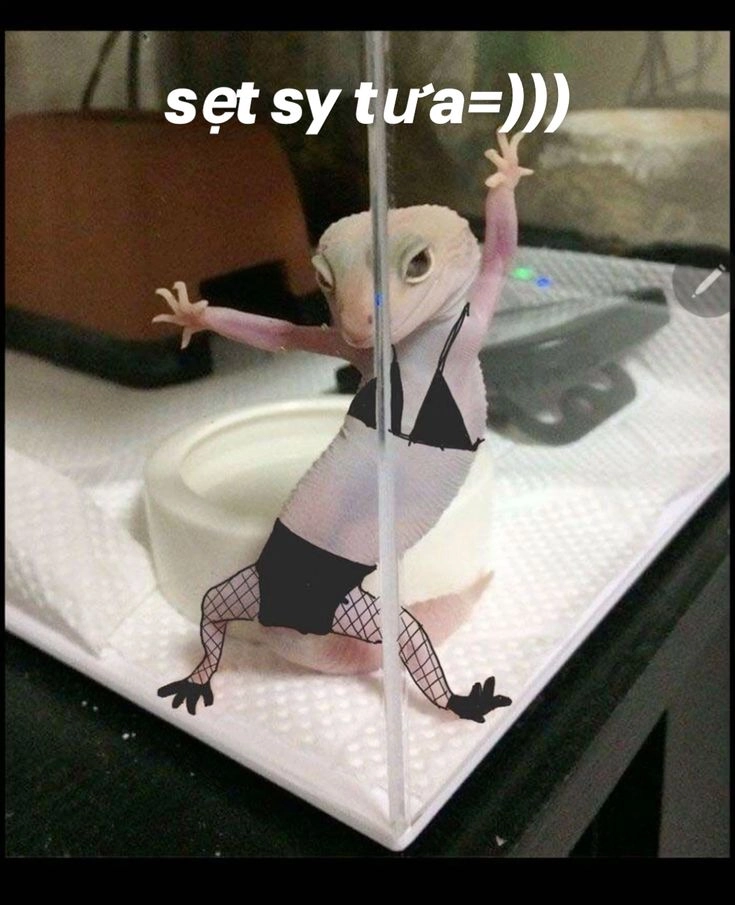 Avatar của bạn phải có hài hước meme siêu chấtAvatar của bạn phải có hài hước meme siêu chất