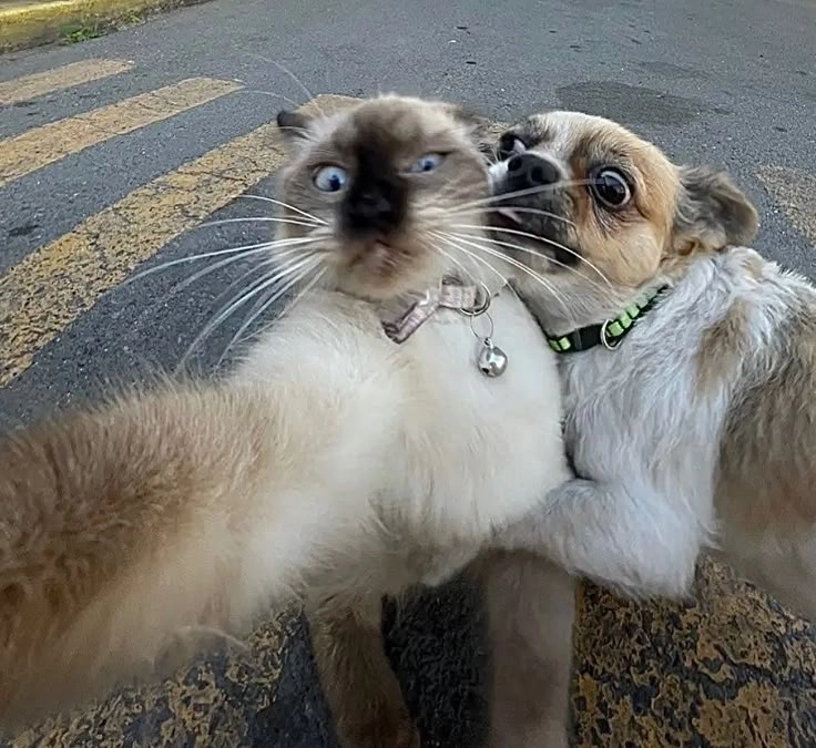 Hình chó mèo bựa ai xem cũng phải thả haha