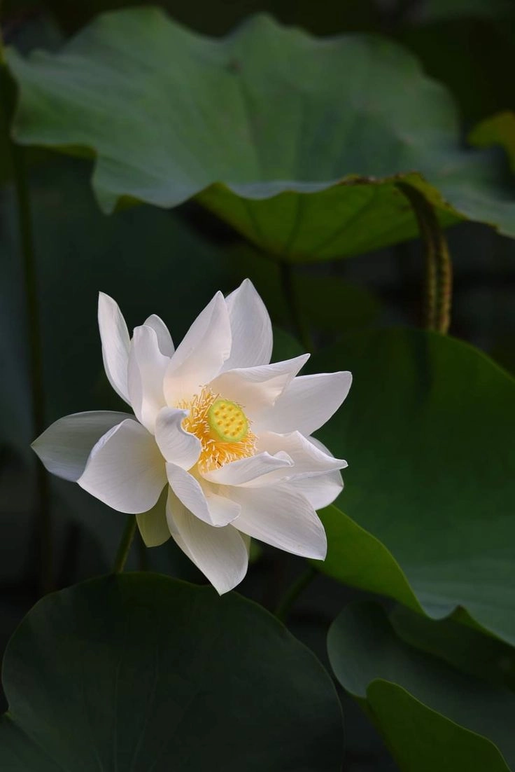 Hoa sen hình ảnh đẹp, nhẹ nhàng và đầy ý nghĩa