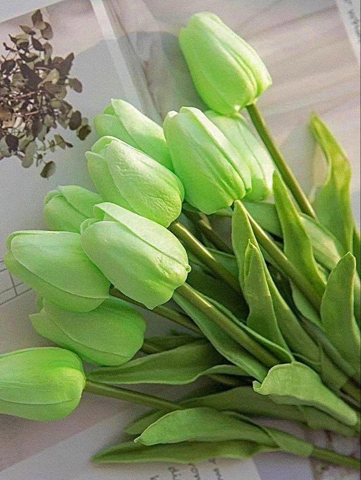Hoa tulip xanh lá cây độc đáo, mang ý nghĩa của sự khởi đầu mới