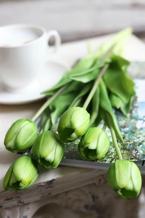 Hoa tulip xanh có ý nghĩa gì biểu tượng của niềm tin và hy vọng
