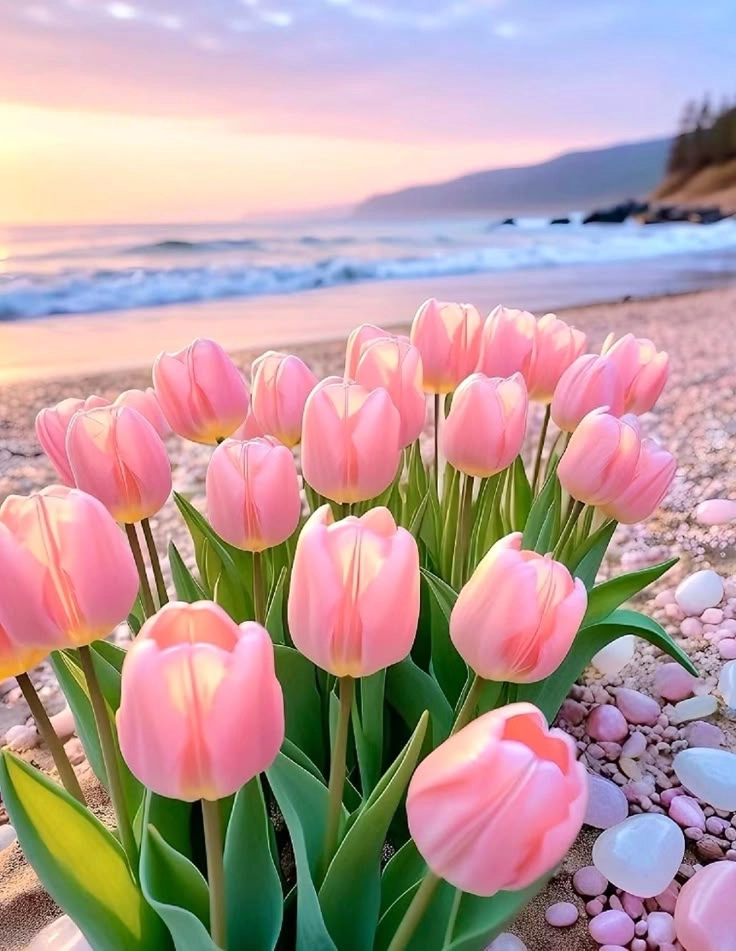 Hoa tulip màu hồng dịu dàng, thể hiện sự lãng mạn và yêu thương