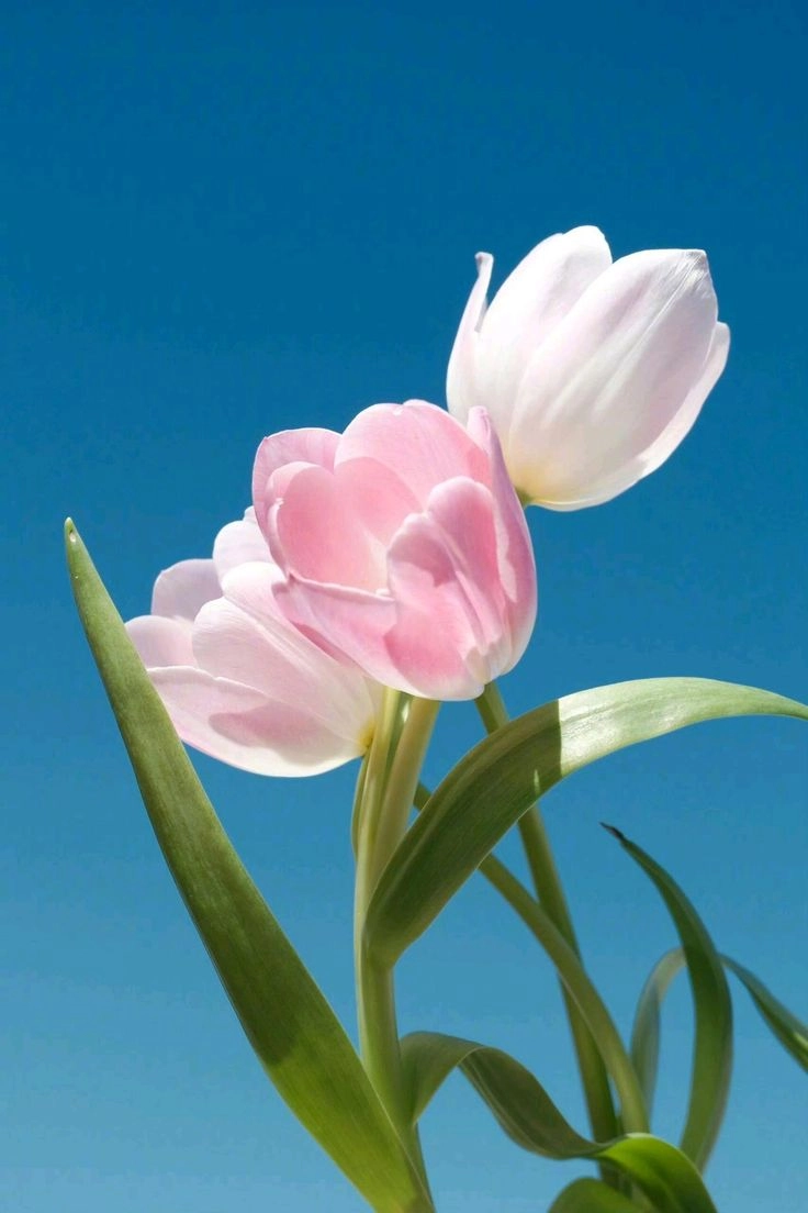 Hoa tulip hồng có ý nghĩa gì tượng trưng cho tình yêu ngọt ngào