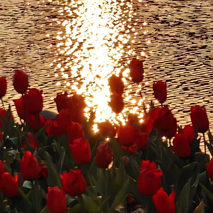 Hoa tulip đỏ rực rỡ, đại diện cho tình yêu nồng cháy