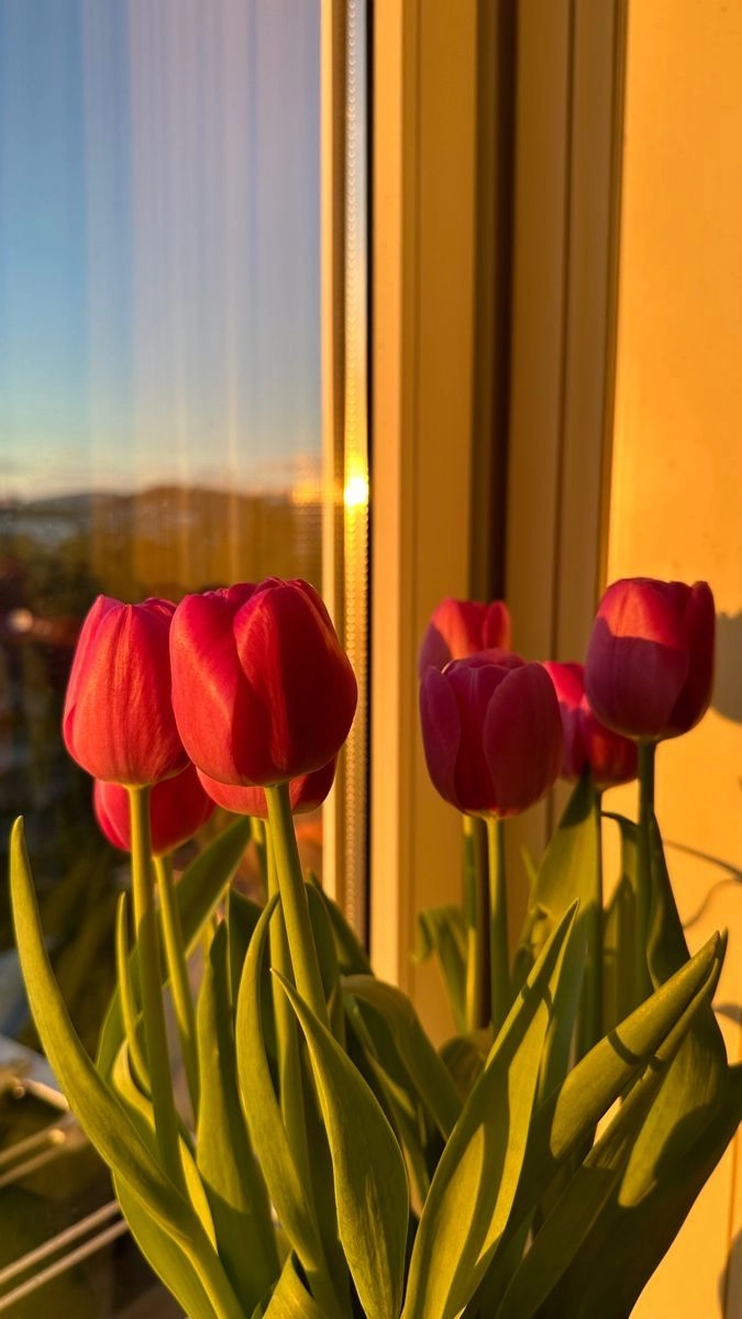Bó hoa tulip sang trọng, là món quà hoàn hảo cho mọi dịp