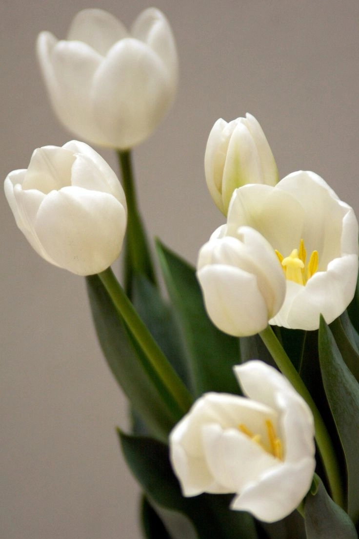 Nền hoa tulip trắng tinh tế, phù hợp cho hình nền điện thoại