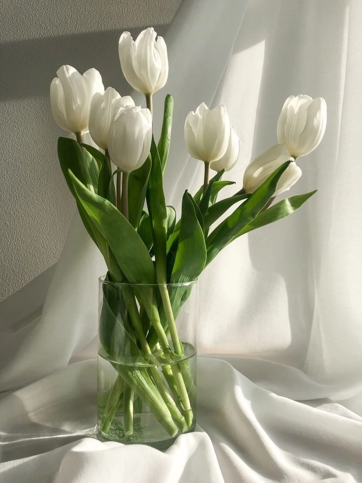 Ý nghĩa hoa tulip trắng thể hiện sự tinh khiết và lòng chân thành