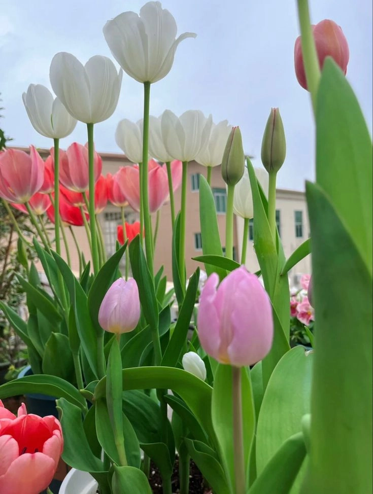 Hoa tulip xinh kiêu sa, dịu dàng và đầy cuốn hút