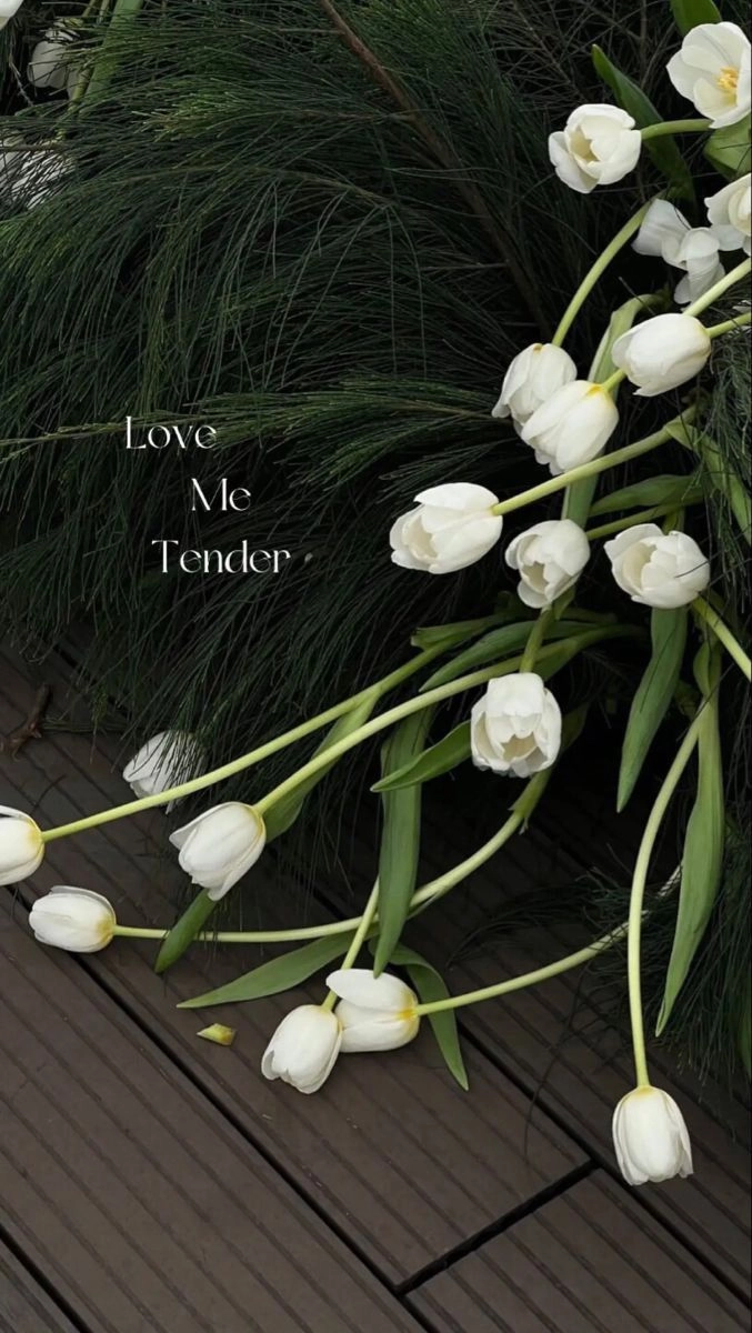 Hoa tulip trắng thanh khiết, biểu tượng của sự chân thành và tha thứ