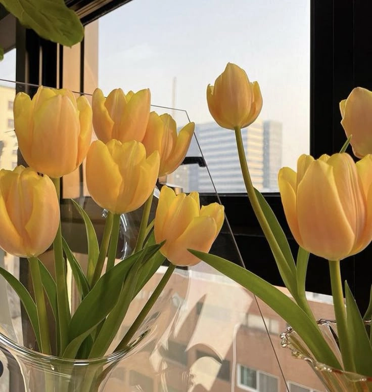 Hoa tulip vàng tươi sáng, đại diện cho niềm vui và tình bạn