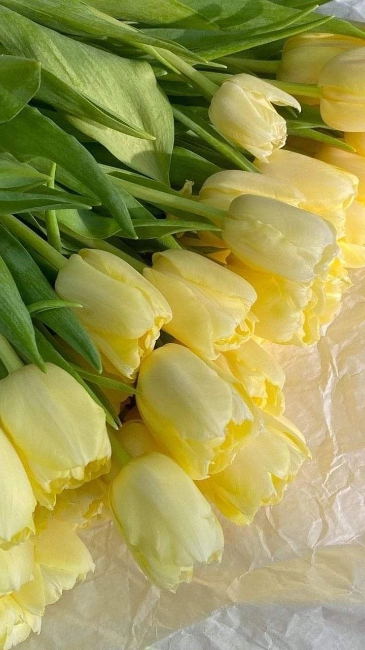 Hoa tulip vàng có ý nghĩa gì tượng trưng cho sự hạnh phúc và lạc quan