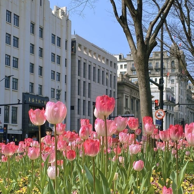 Hoa tulip ý nghĩa tượng trưng cho tình yêu, hạnh phúc và sự may mắn