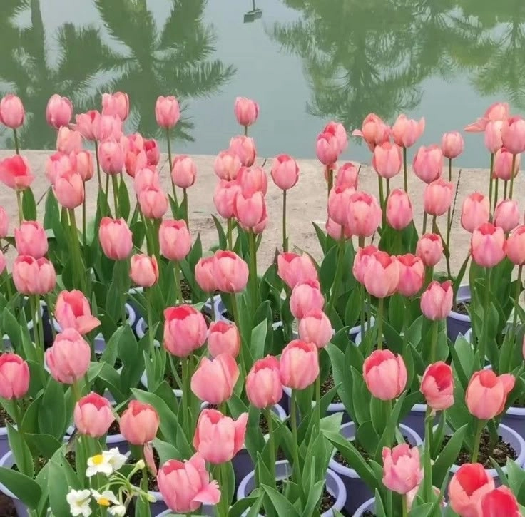 Hoa tulip ý nghĩa gì mỗi màu sắc mang một thông điệp riêng biệt