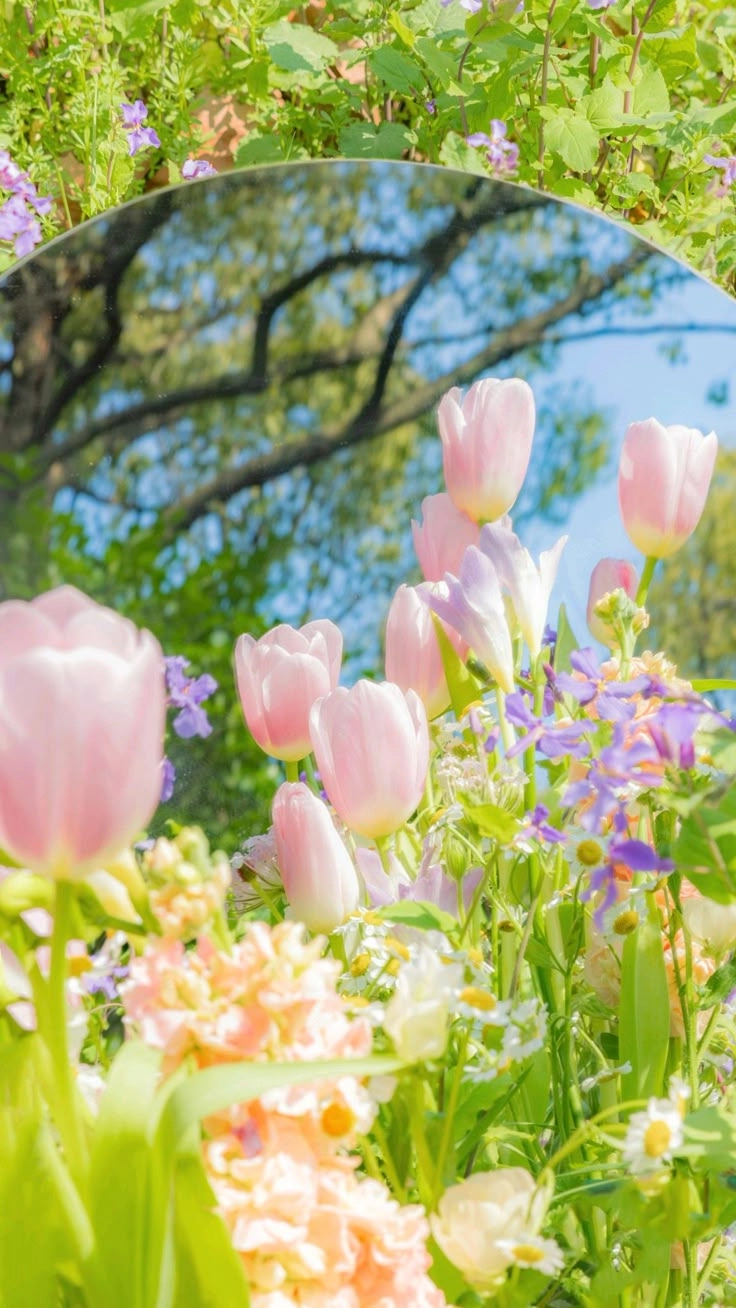 Nền hoa tulip nhẹ nhàng, mang lại cảm giác thư thái