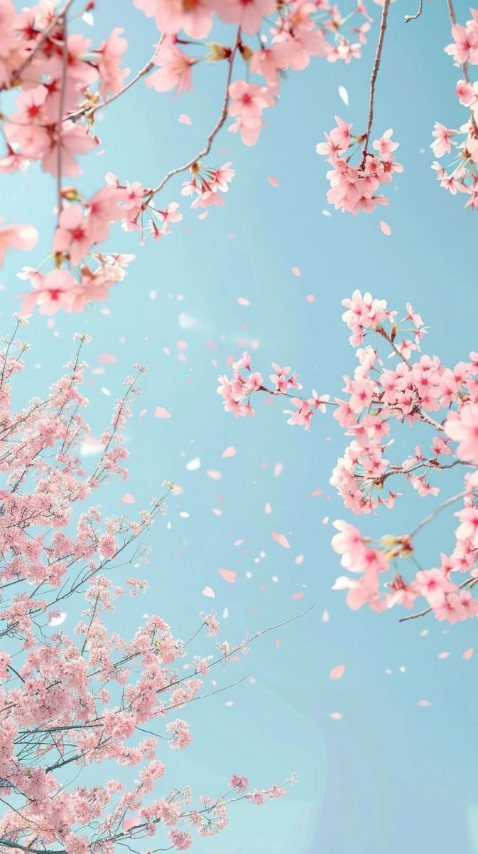 Hình ảnh đẹp về hoa anh đào làm say đắm lòng người với vẻ đẹp tươi mới