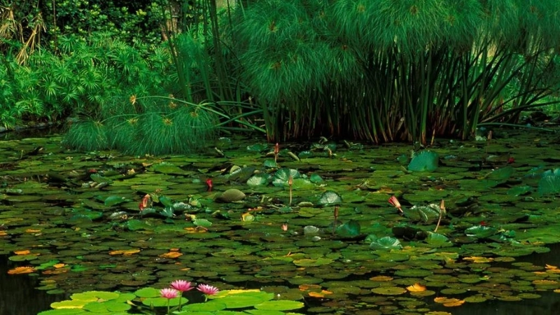 Đẹp tinh tế cùng hình ảnh màu xanh lá cây đẹp