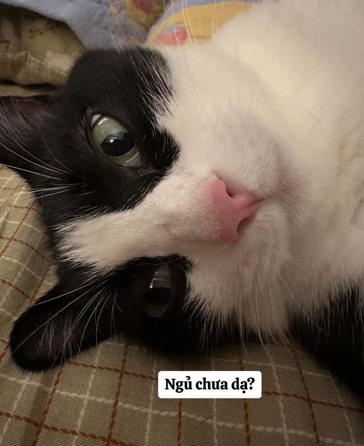 Hình mèo cute meme siêu dễ thương đang hot