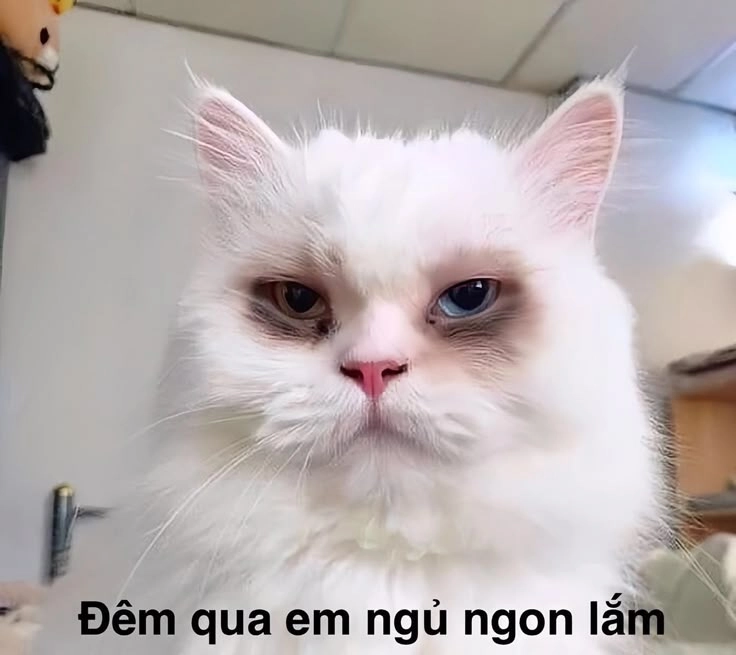 Mặt hài hước trong hình mèo hài khiến bạn cười mãi