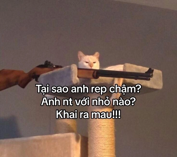 Gây cười ngay với hình mèo hài bựa cực bựa