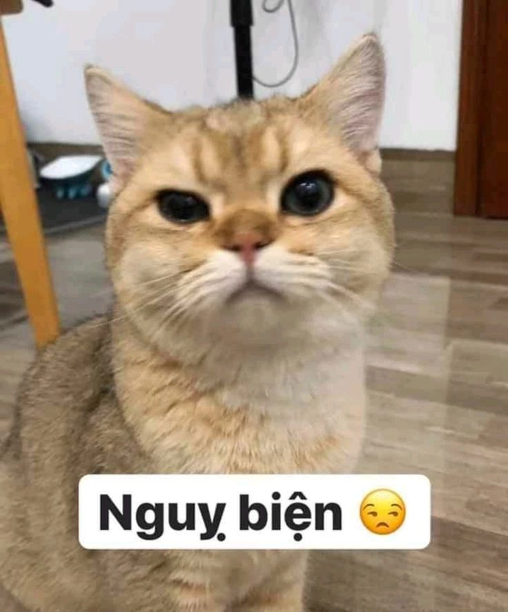 Hình mèo meme mới nhất cực ngầu và hài hước