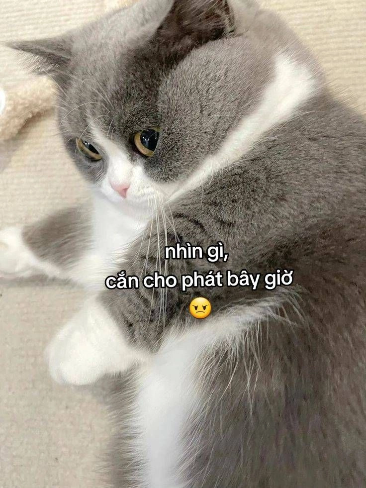 Cập nhật ngay hình nền mèo bựa siêu bựa