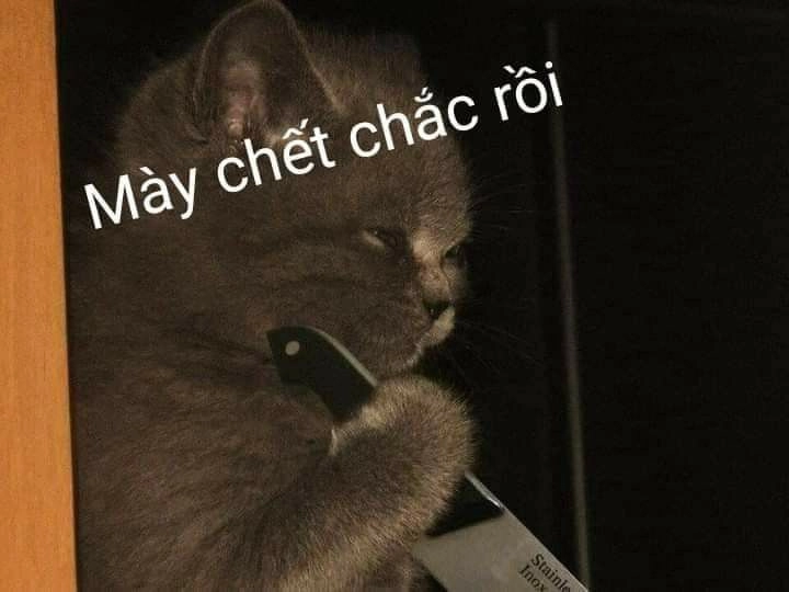 Tải ngay hình nền mèo meme siêu đáng yêu